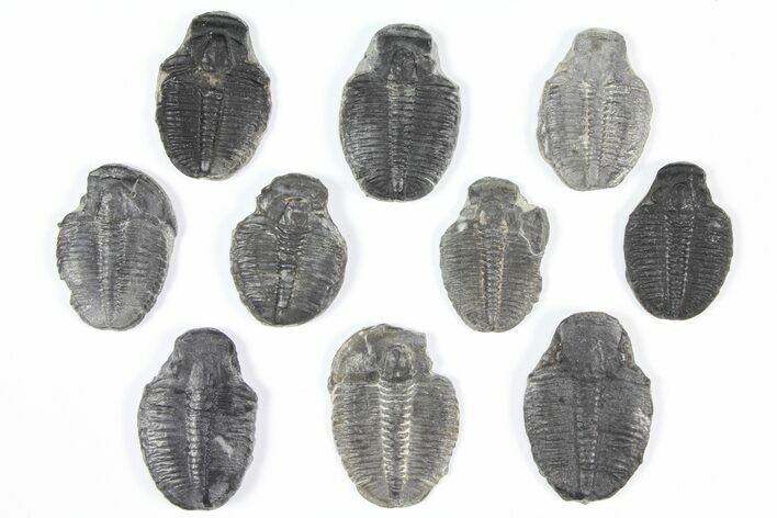 Lot: Elrathia Trilobite Molt Fossils - Pieces #92104